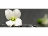cropped-white-flower-on-a-spa-stone-11710-1024x402